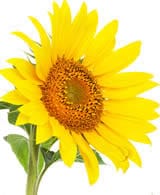 fresh sunflower2