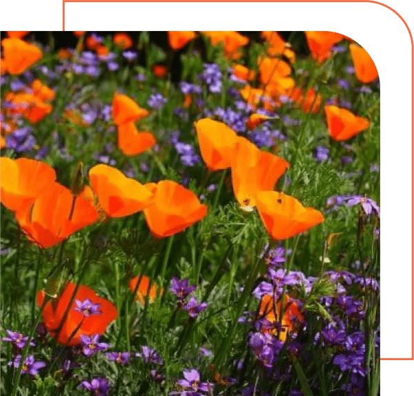 Clarity what The photos flowers